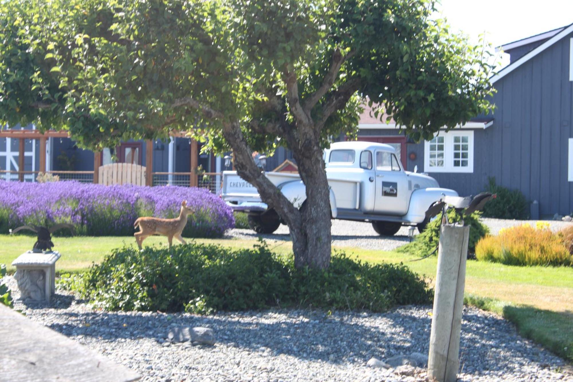 Dungeness Barn House Bed And Breakfast At Two Crows Farm Sequim Eksteriør billede